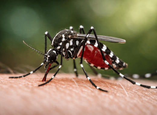 Associer la puissance du piégeage biologique à l’expertise de terrain pour libérer vos extérieurs