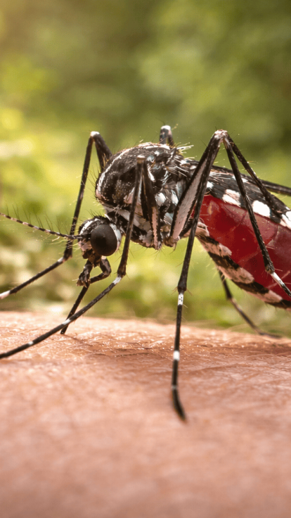 Le moustique, l’animal le plus mortel pour l’homme, colonise le 06
