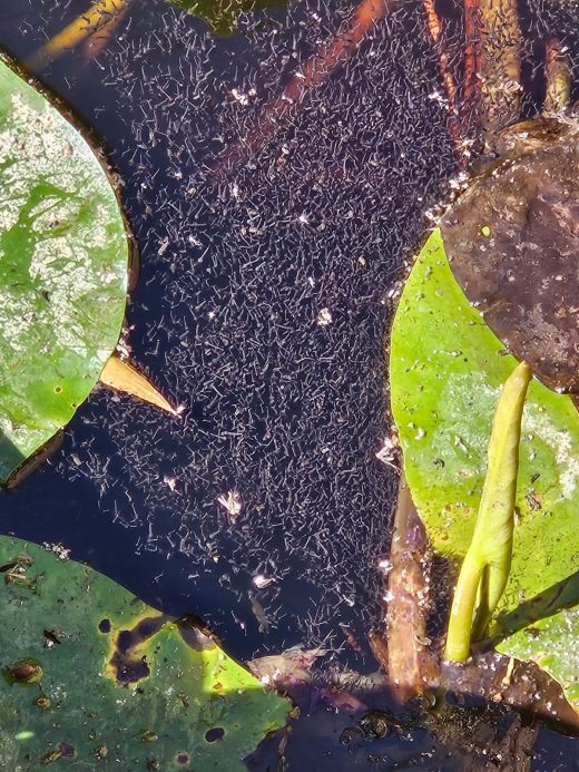Recherche d’eau stagnante : stopper les moustiques dans les Alpes-Maritimes