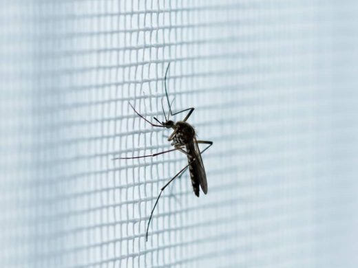 Associer la puissance du piégeage biologique à l’expertise de terrain pour libérer vos extérieurs
